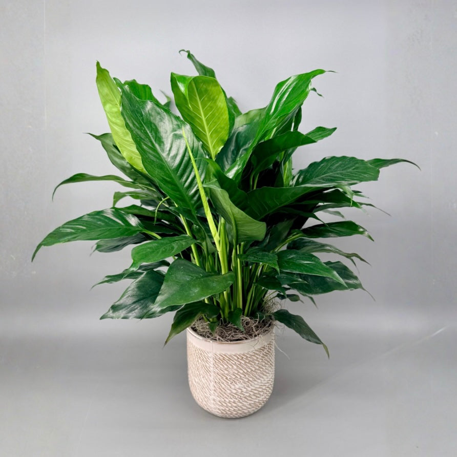 where can i find a peace lily plant Spathiphyllum Plant - Peace Lily