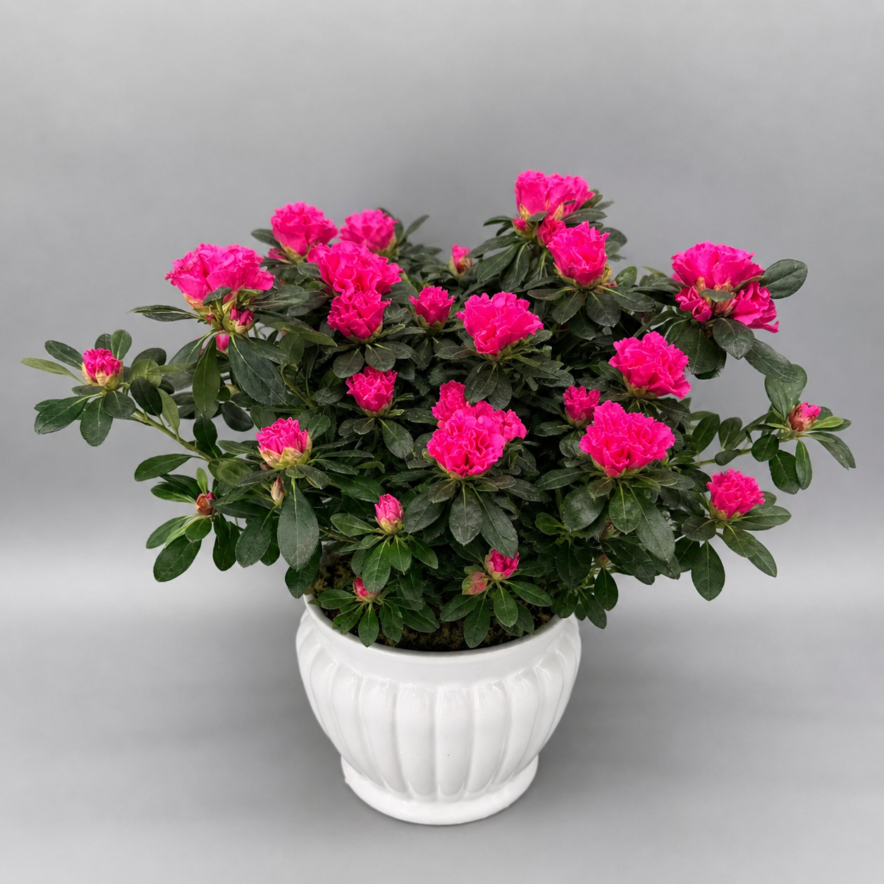 Potted Azalea