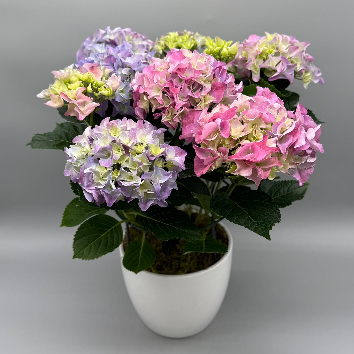 Potted Hydrangea