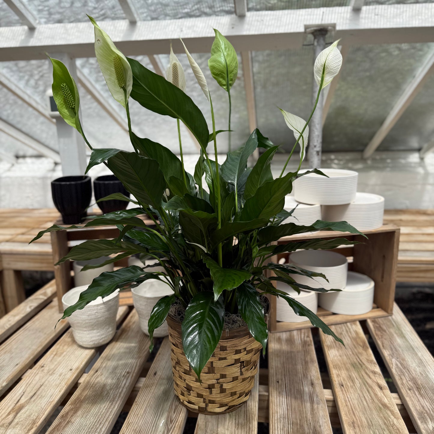 Peace Lily