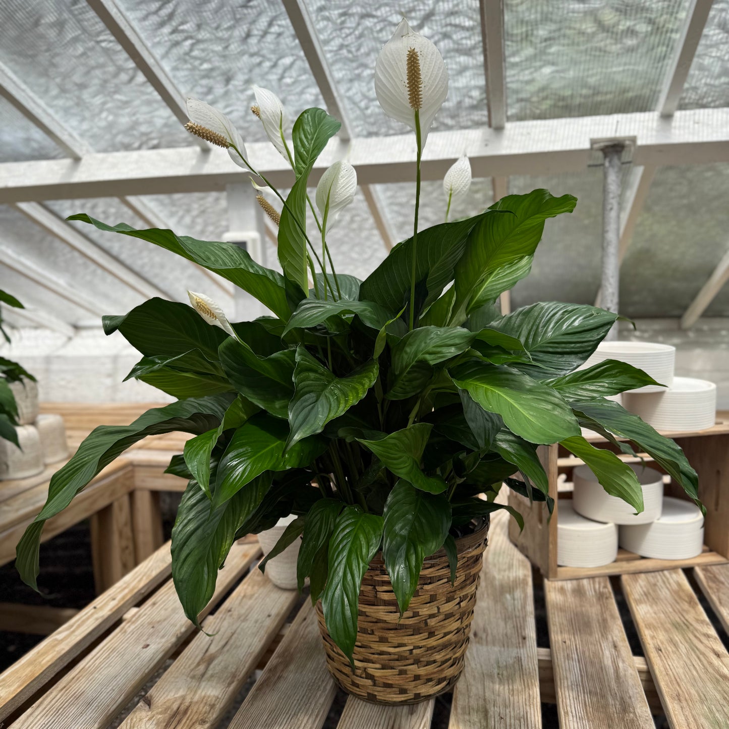 Peace Lily