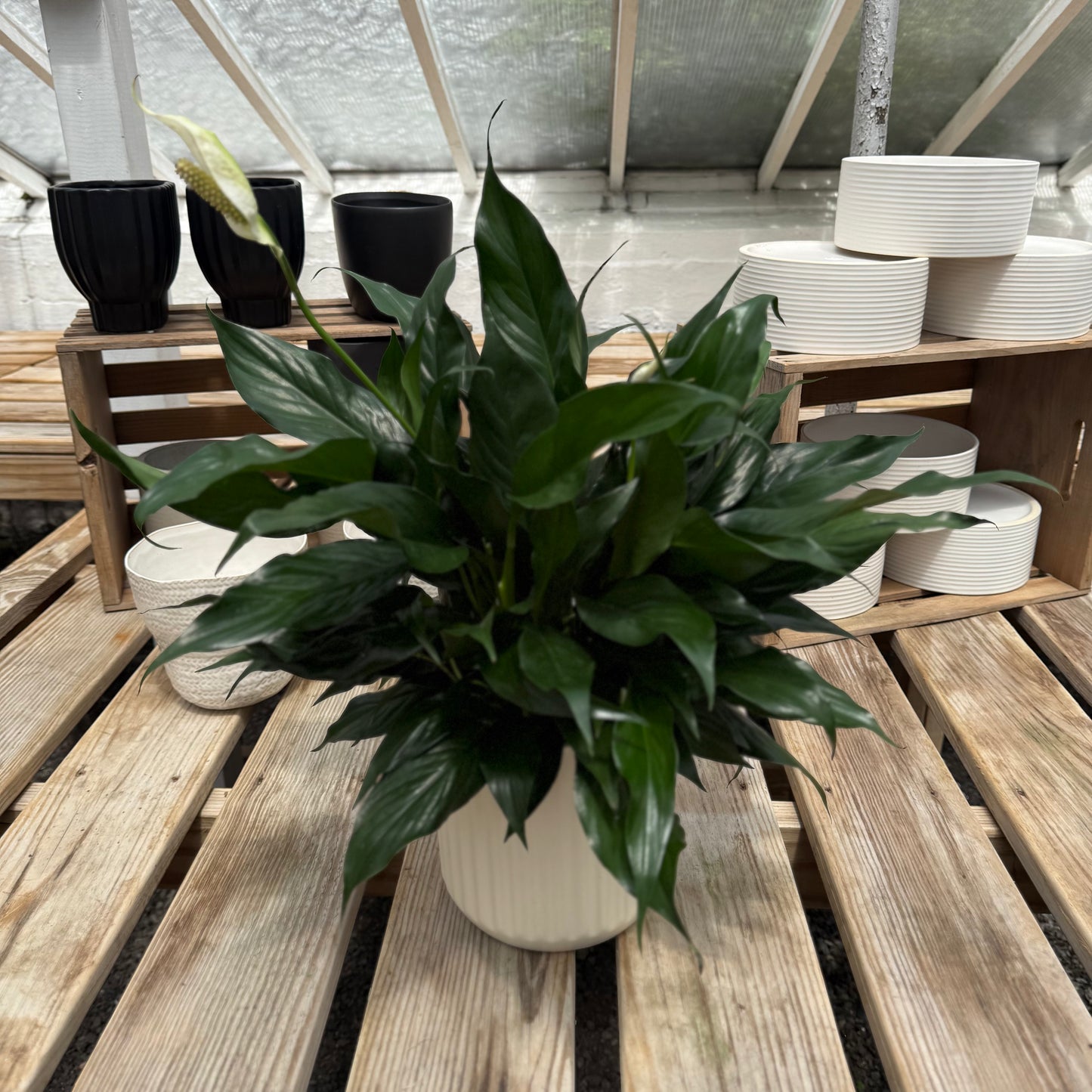 Peace Lily