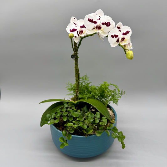 Orchid Garden