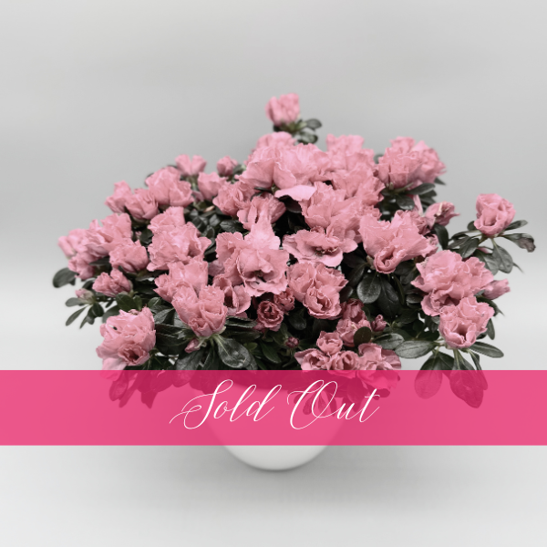 Potted Azalea
