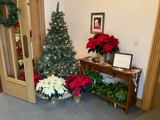 Why Poinsettias Are the Quintessential Christmas Flower