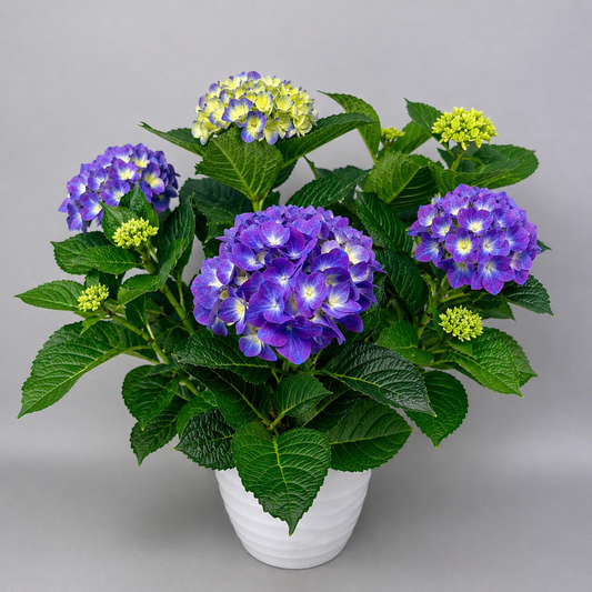 Potted Hydrangea