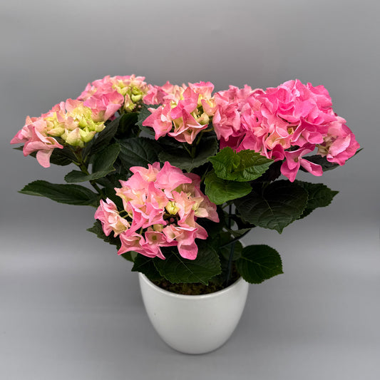 Potted Hydrangea