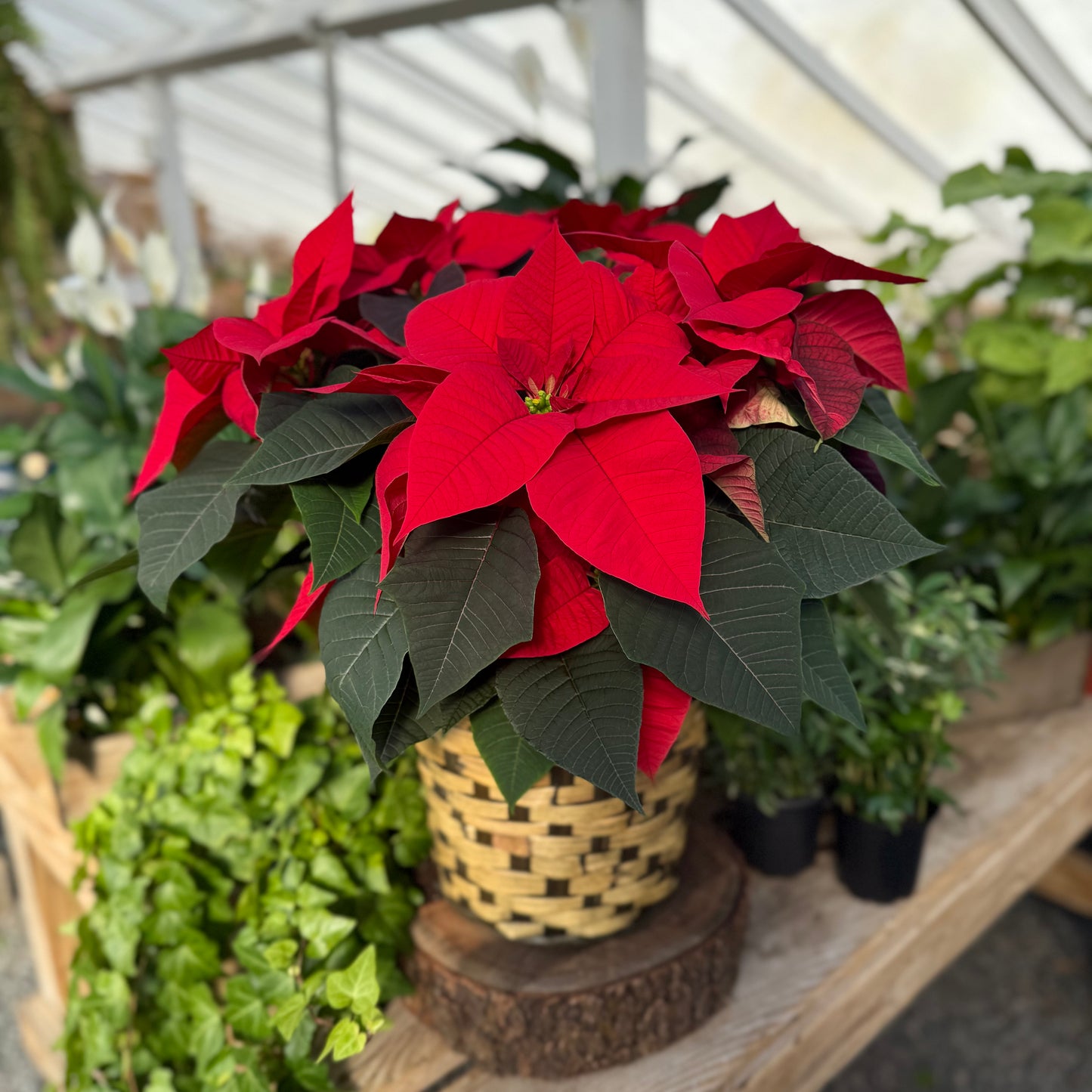 Poinsettia