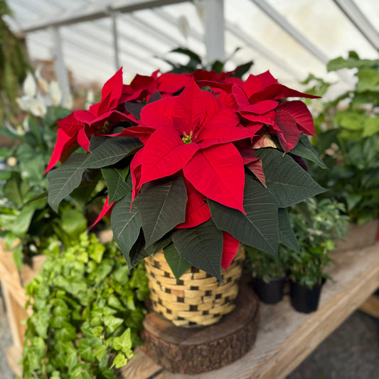 Poinsettia