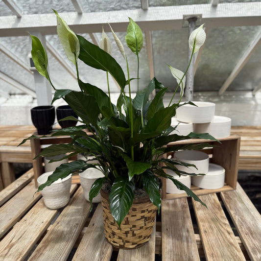 Peace Lily