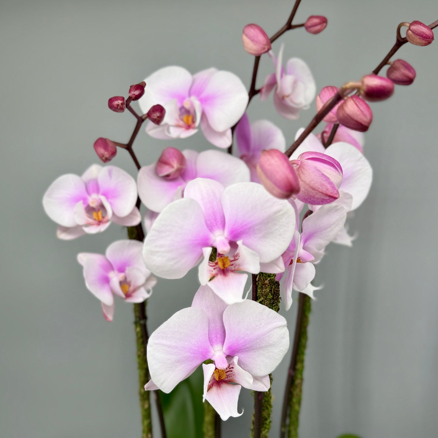 The Orchid Statement