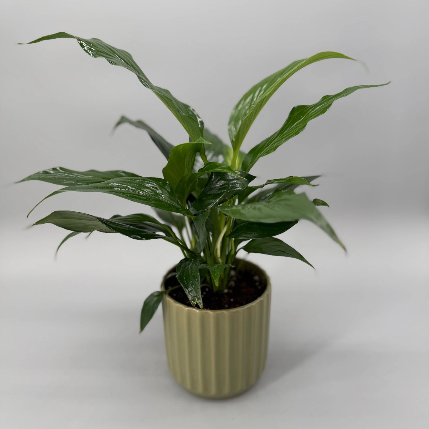 Peace Lily