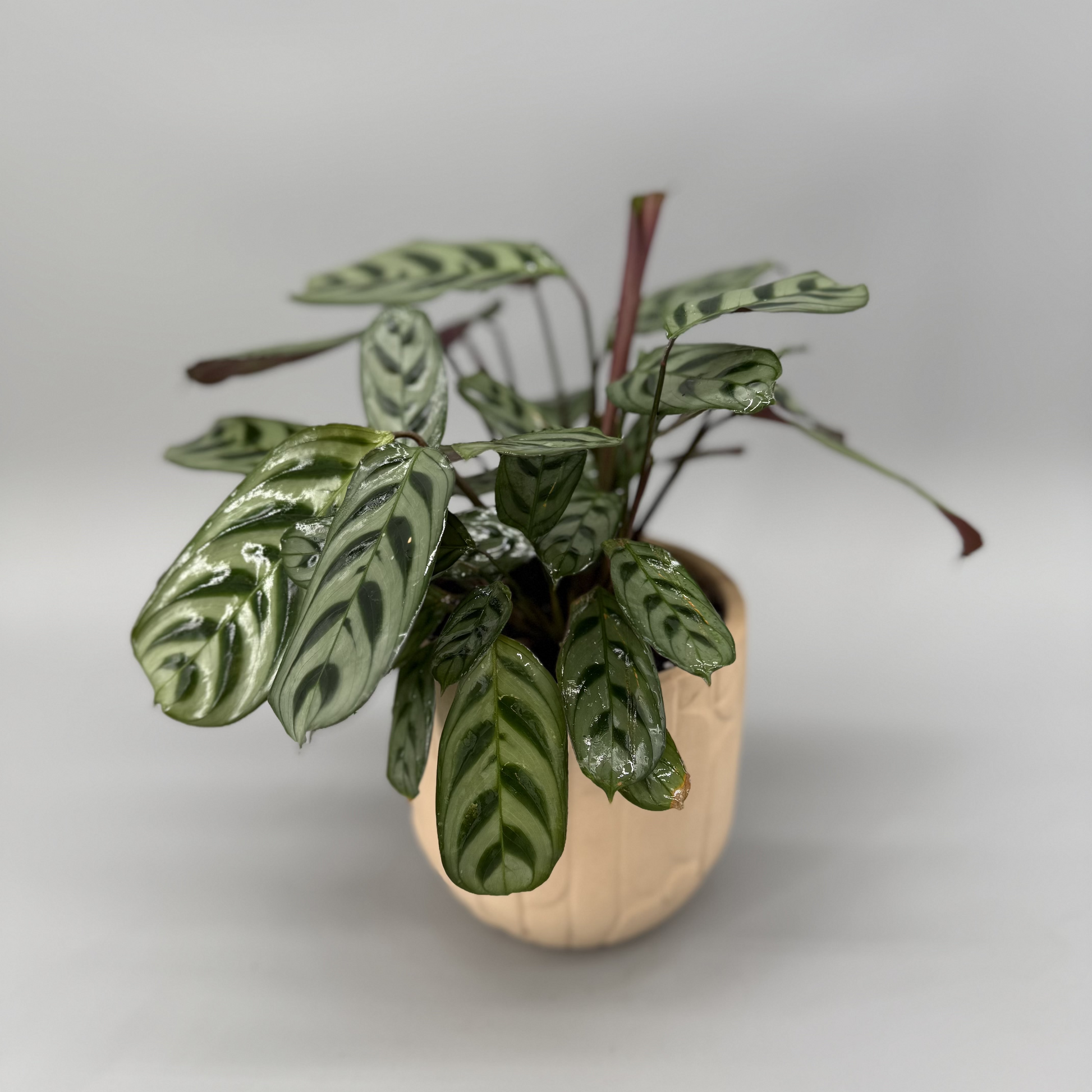 prayer plant at night Rabbit's Foot Prayer Plant – Evans Flowers