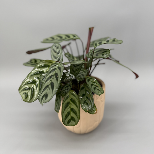 Rabbit's Foot Prayer Plant