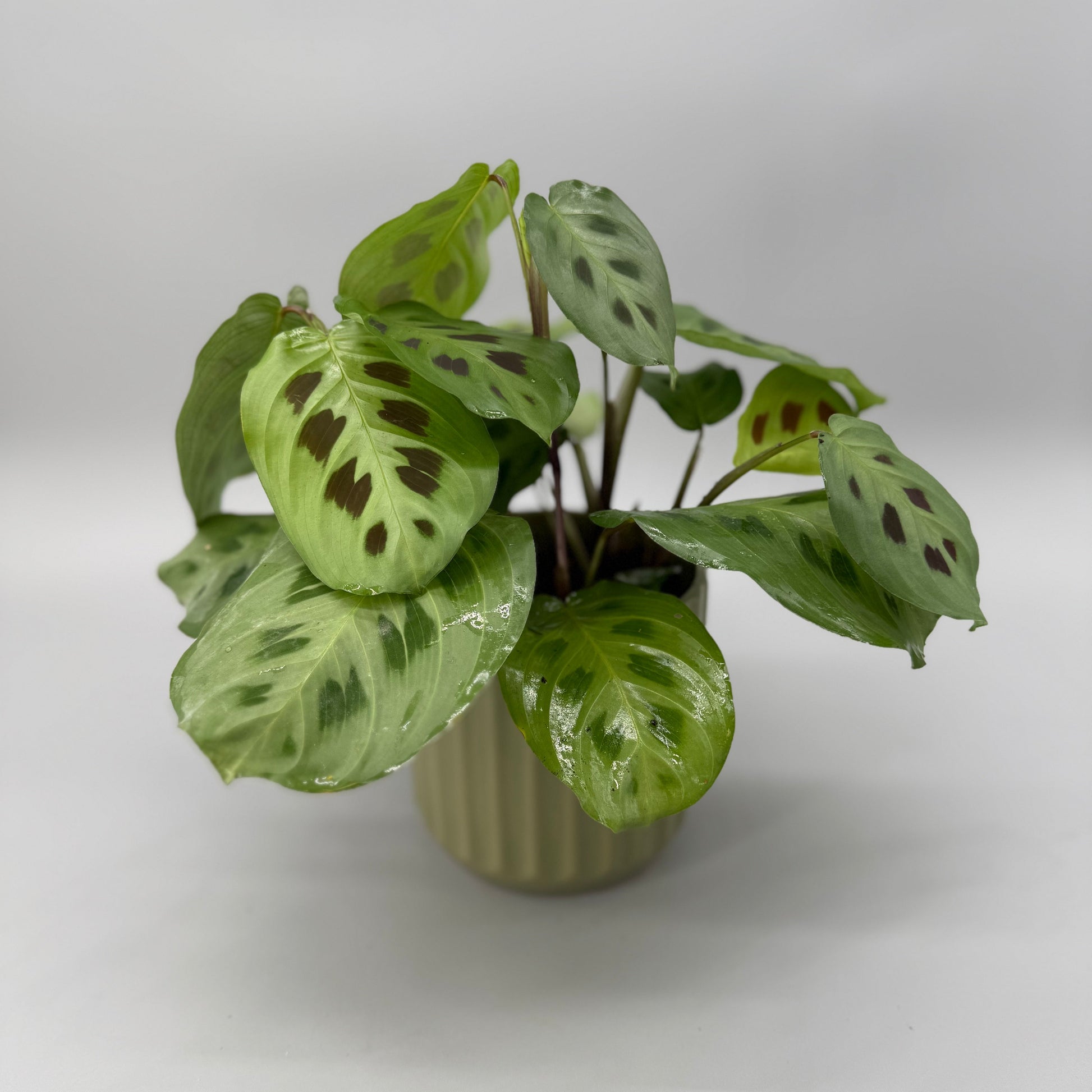 maranta prayer plants Prayer Plant – Evans Flowers