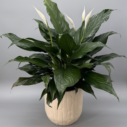 Large Peace Lily