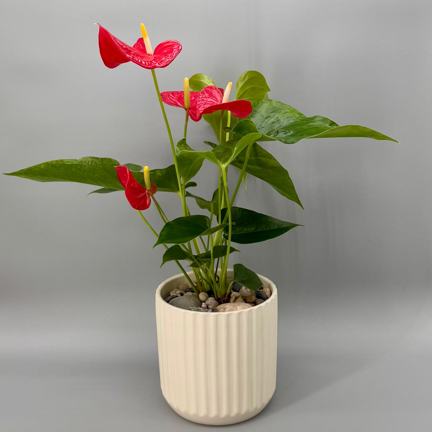 Red Anthurium