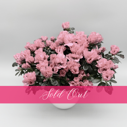 Potted Azalea