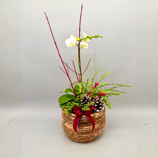 Winter Orchid Garden