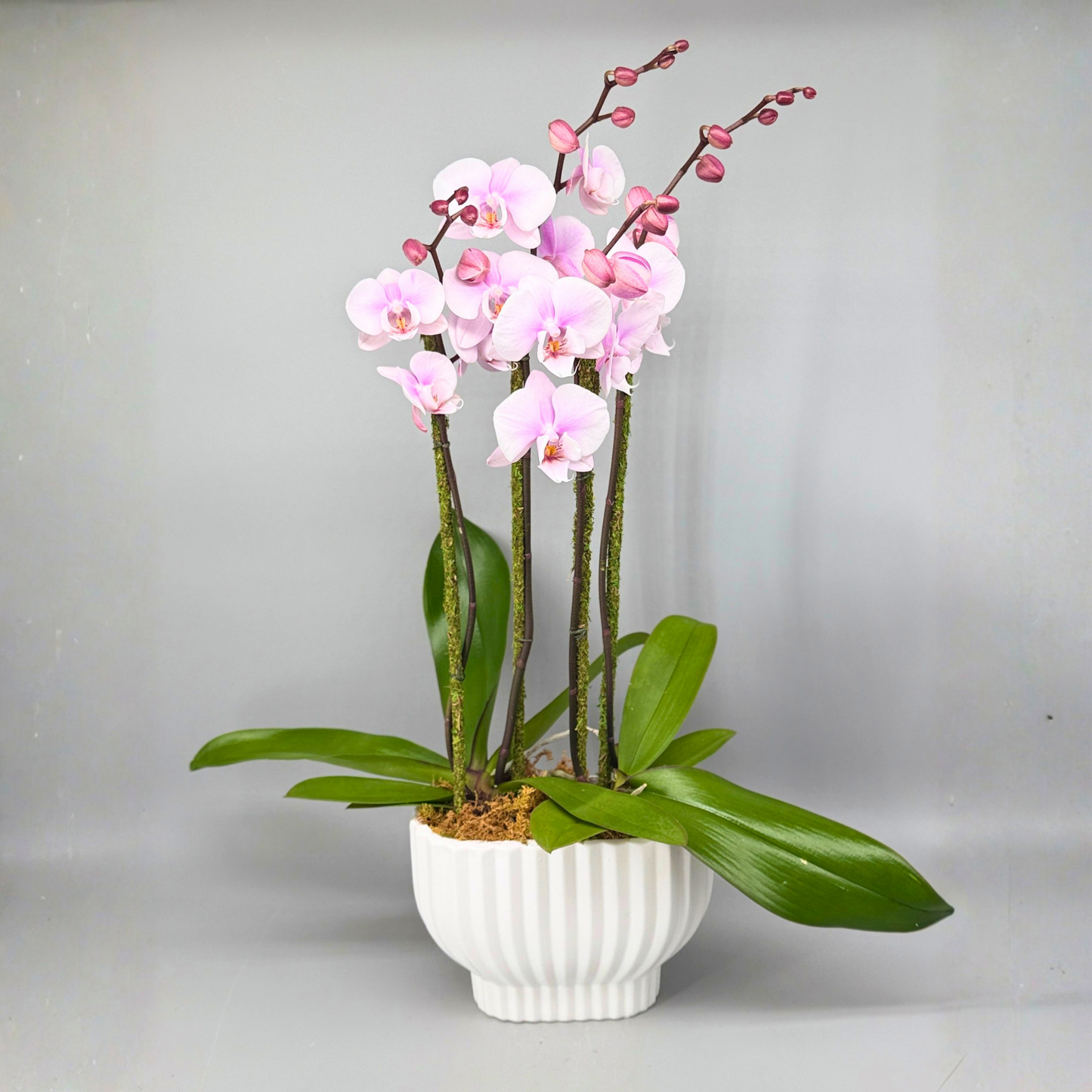 The Orchid Statement