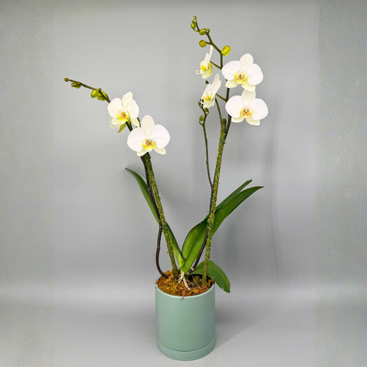 Orchid