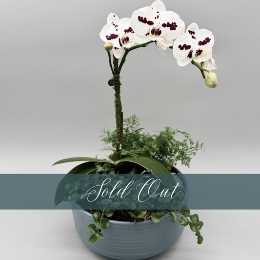 Orchid Garden