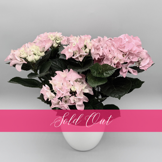Potted Hydrangea