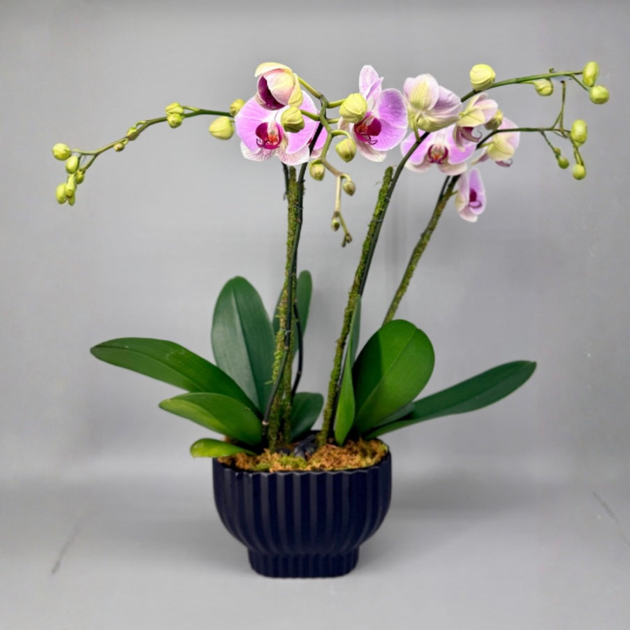 The Orchid Statement